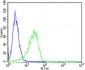 MICA Antibody (Center)